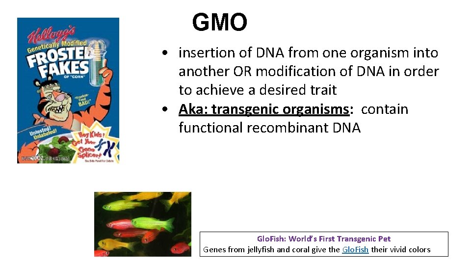 GMO • insertion of DNA from one organism into another OR modification of DNA