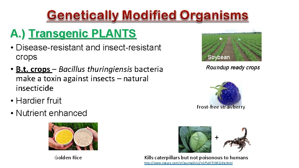 A. ) Transgenic PLANTS • Disease-resistant and insect-resistant crops • B. t. crops –