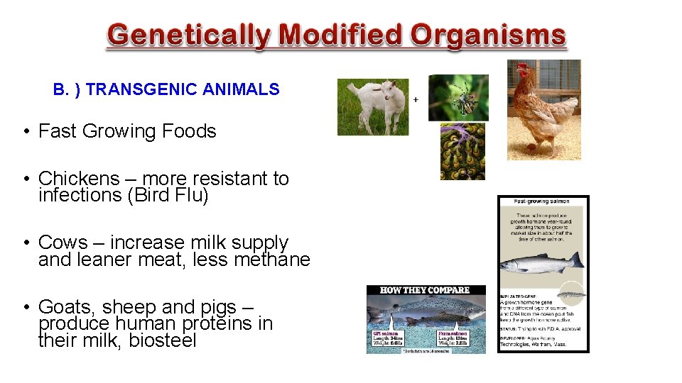 B. ) TRANSGENIC ANIMALS • Fast Growing Foods • Chickens – more resistant to