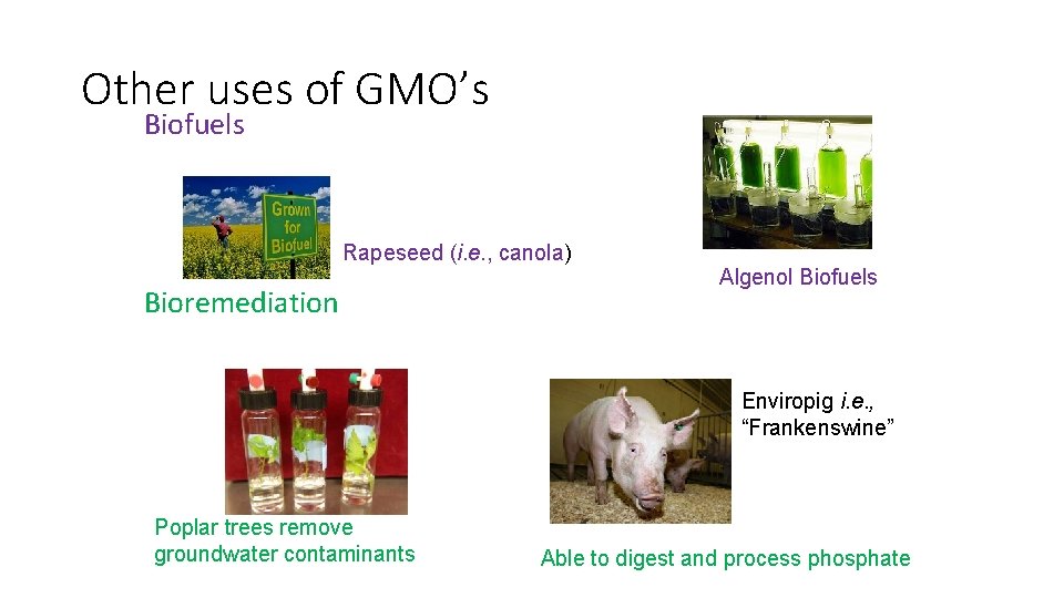 Other uses of GMO’s Biofuels Rapeseed (i. e. , canola) Bioremediation Algenol Biofuels Enviropig