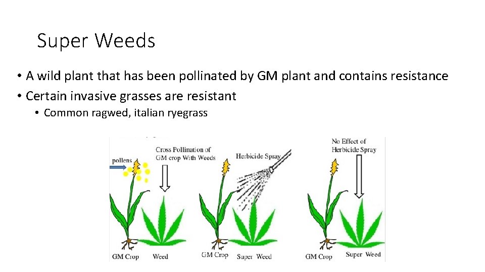 Super Weeds • A wild plant that has been pollinated by GM plant and