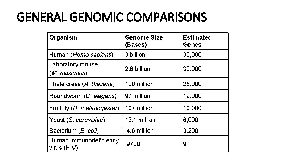 GENERAL GENOMIC COMPARISONS Organism Genome Size (Bases) Estimated Genes Human (Homo sapiens) 3 billion