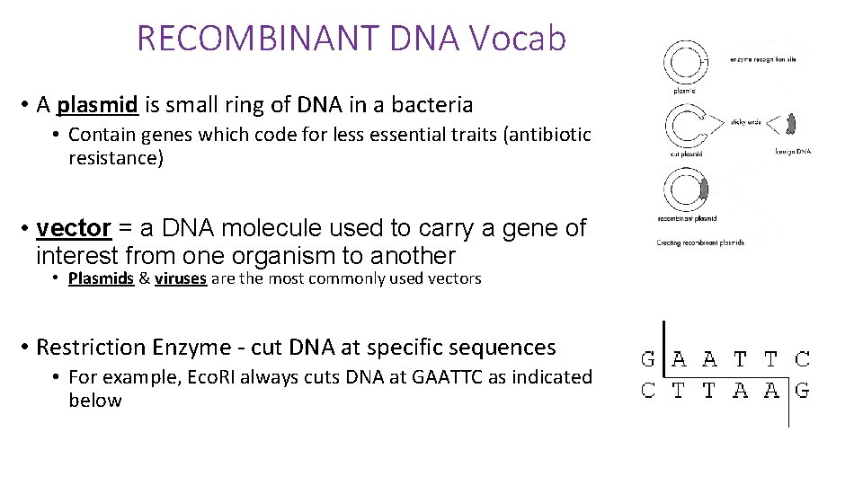 RECOMBINANT DNA Vocab • A plasmid is small ring of DNA in a bacteria