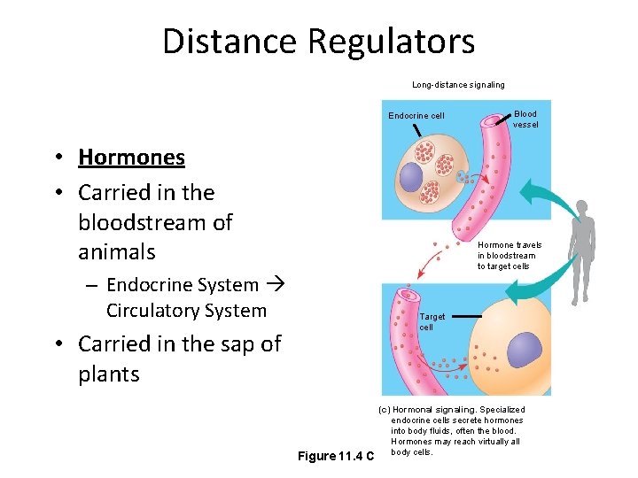 Distance Regulators Long-distance signaling Endocrine cell • Hormones • Carried in the bloodstream of