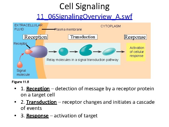 Cell Signaling 11_06 Signaling. Overview_A. swf EXTRACELLULAR FLUID Plasma membrane Reception CYTOPLASM Transduction Response