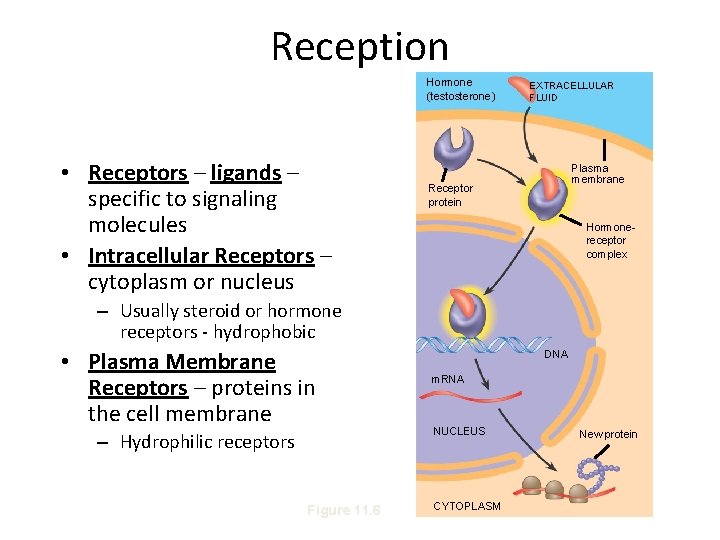 Reception Hormone (testosterone) • Receptors – ligands – specific to signaling molecules • Intracellular