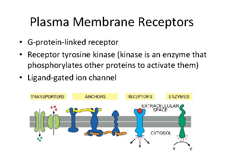 Plasma Membrane Receptors • G-protein-linked receptor • Receptor tyrosine kinase (kinase is an enzyme