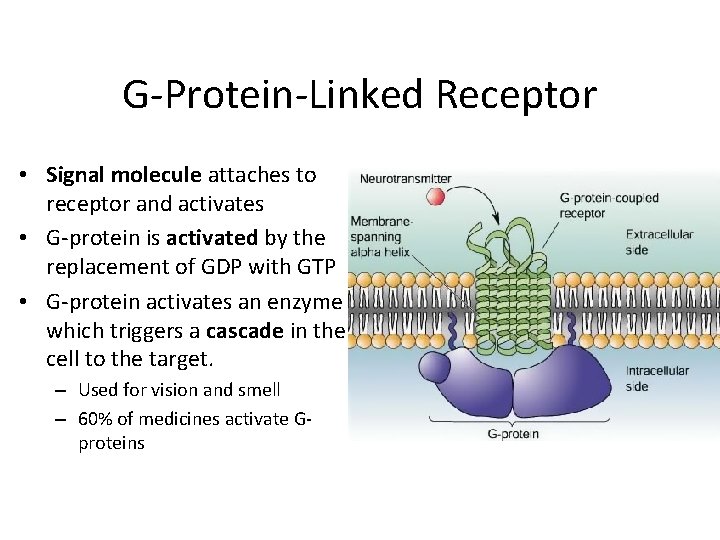 G-Protein-Linked Receptor • Signal molecule attaches to receptor and activates • G-protein is activated