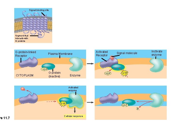 re 11. 7 Signal-binding site Segment that interacts with G proteins G-protein-linked Receptor Plasma