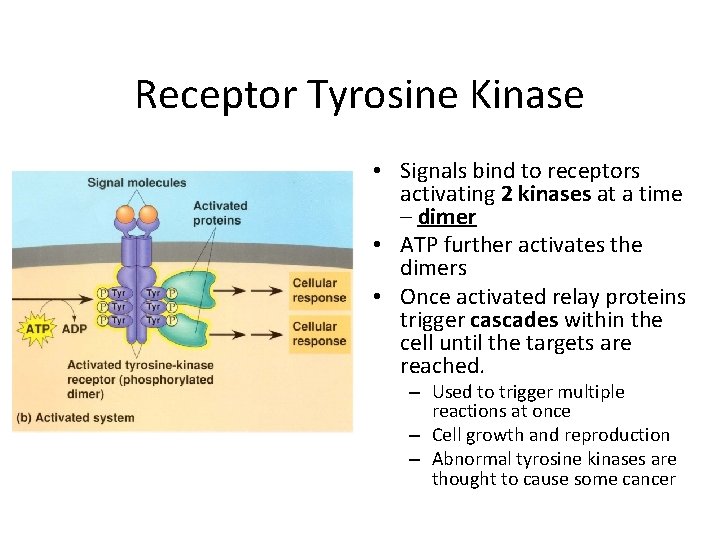 Receptor Tyrosine Kinase • Signals bind to receptors activating 2 kinases at a time