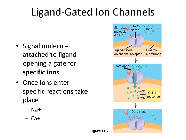 Ligand-Gated Ion Channels Signal molecule (ligand) • Signal molecule attached to ligand opening a