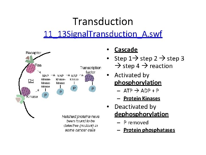 Transduction 11_13 Signal. Transduction_A. swf • Cascade • Step 1 step 2 step 3