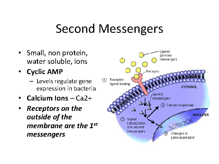 Second Messengers • Small, non protein, water soluble, ions • Cyclic AMP – Levels