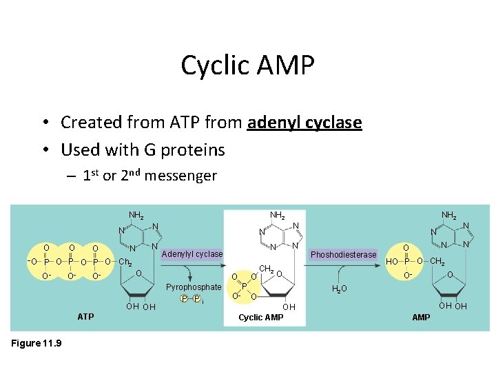 Cyclic AMP • Created from ATP from adenyl cyclase • Used with G proteins