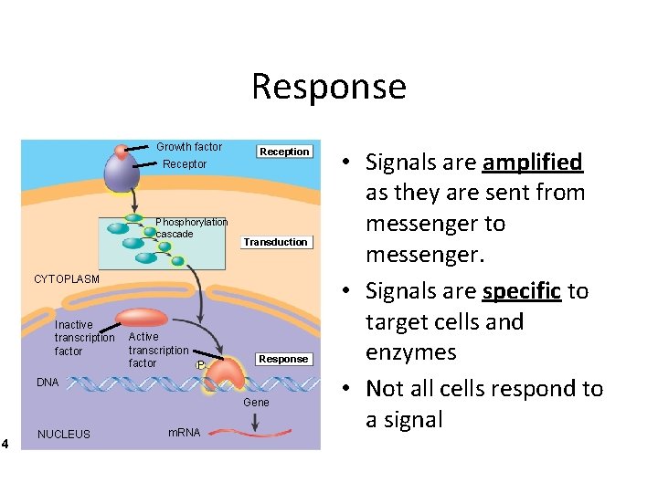 14 Response Growth factor Reception Receptor Phosphorylation cascade Transduction CYTOPLASM Inactive transcription factor Active