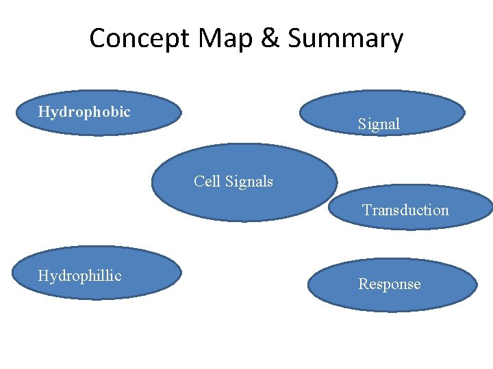 Concept Map & Summary Hydrophobic Signal Cell Signals Transduction Hydrophillic Response 