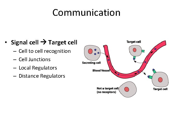 Communication • Signal cell Target cell – – Cell to cell recognition Cell Junctions