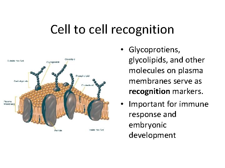 Cell to cell recognition • Glycoprotiens, glycolipids, and other molecules on plasma membranes serve