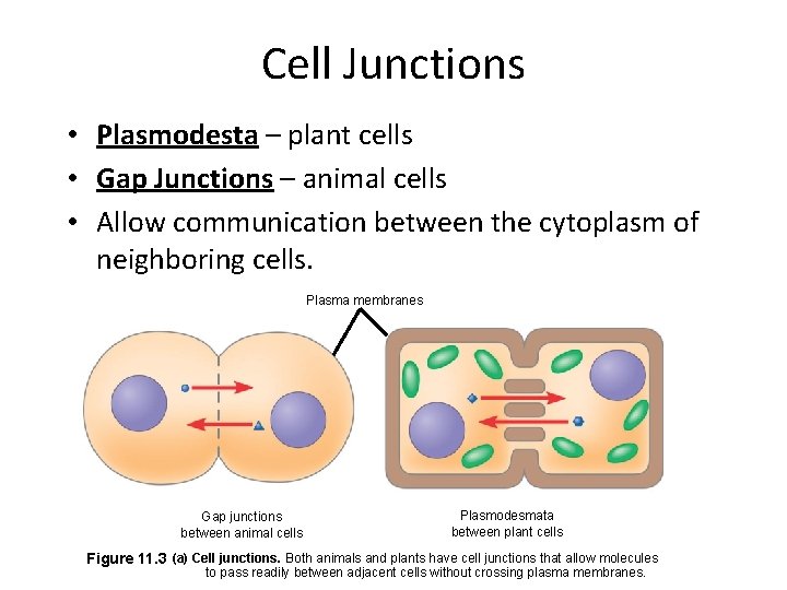 Cell Junctions • Plasmodesta – plant cells • Gap Junctions – animal cells •