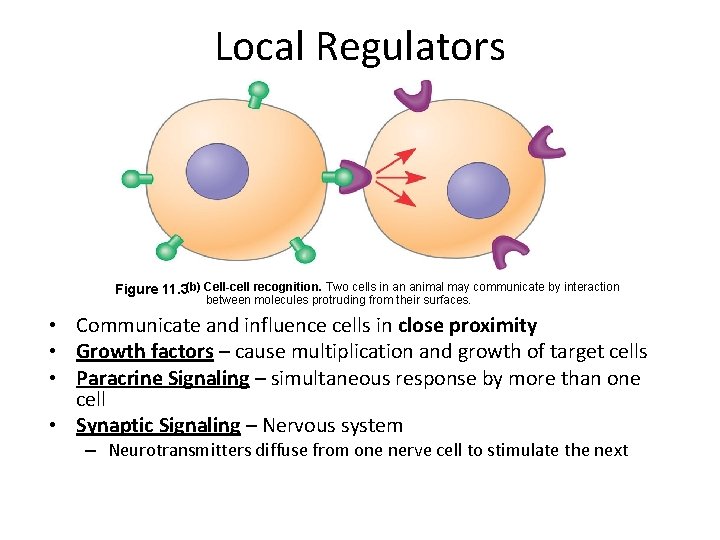 Local Regulators Figure 11. 3(b) Cell-cell recognition. Two cells in an animal may communicate