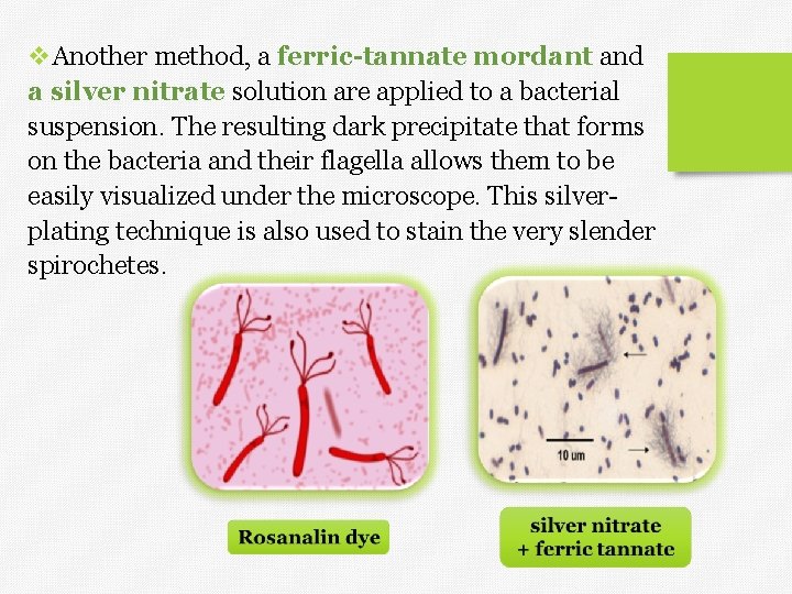 v. Another method, a ferric-tannate mordant and a silver nitrate solution are applied to