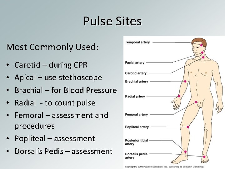 Pulse Sites Most Commonly Used: Carotid – during CPR Apical – use stethoscope Brachial