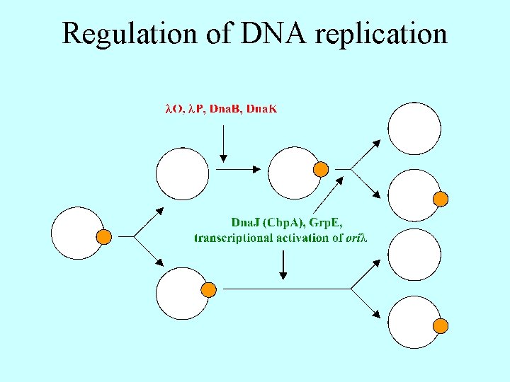 Regulation of DNA replication 