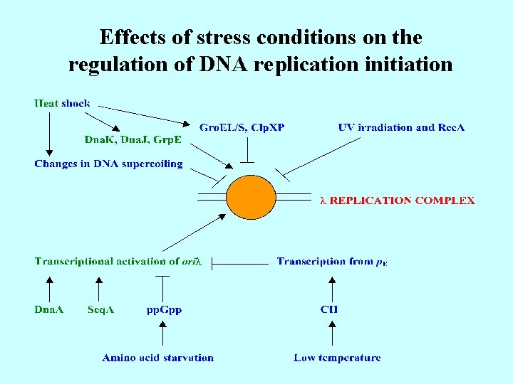 Effects of stress conditions on the regulation of DNA replication initiation 