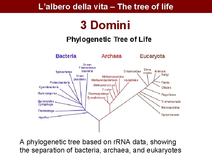 L’albero della vita – The tree of life 3 Domini A phylogenetic tree based