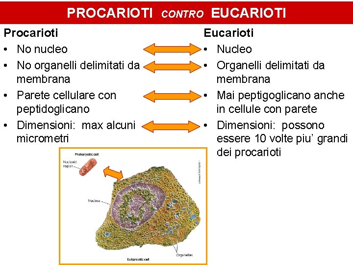 PROCARIOTI Procarioti • No nucleo • No organelli delimitati da membrana • Parete cellulare