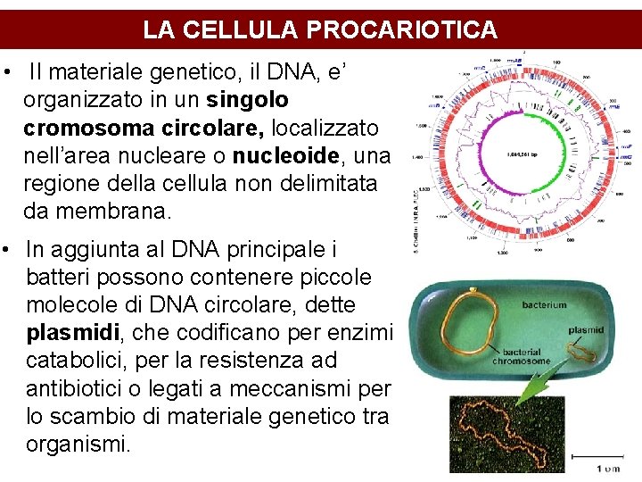 LA CELLULA PROCARIOTICA • Il materiale genetico, il DNA, e’ organizzato in un singolo