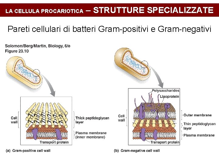 LA CELLULA PROCARIOTICA – STRUTTURE SPECIALIZZATE Pareti cellulari di batteri Gram-positivi e Gram-negativi 
