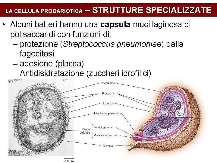 LA CELLULA PROCARIOTICA – STRUTTURE SPECIALIZZATE • Alcuni batteri hanno una capsula mucillaginosa di