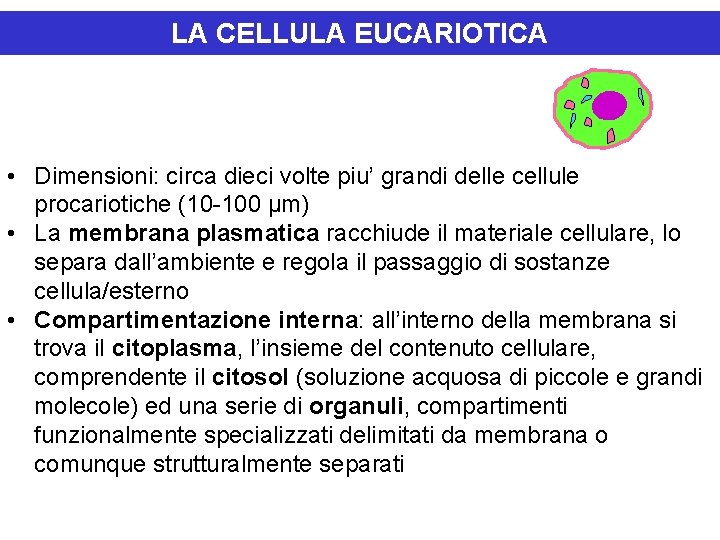 LA CELLULA EUCARIOTICA • Dimensioni: circa dieci volte piu’ grandi delle cellule procariotiche (10