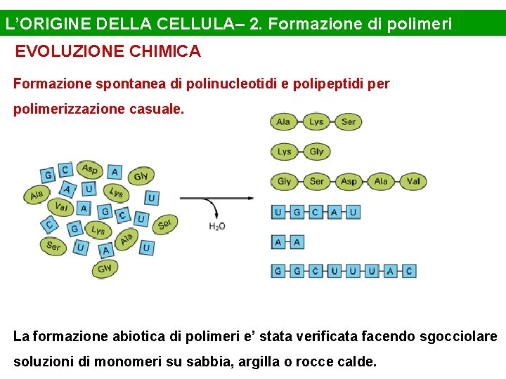 L’ORIGINE DELLA CELLULA– 2. Formazione di polimeri EVOLUZIONE CHIMICA Formazione spontanea di polinucleotidi e