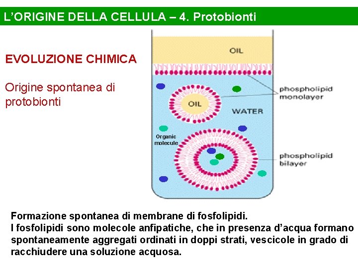 L’ORIGINE DELLA CELLULA – 4. Protobionti EVOLUZIONE CHIMICA Origine spontanea di protobionti Organic molecule
