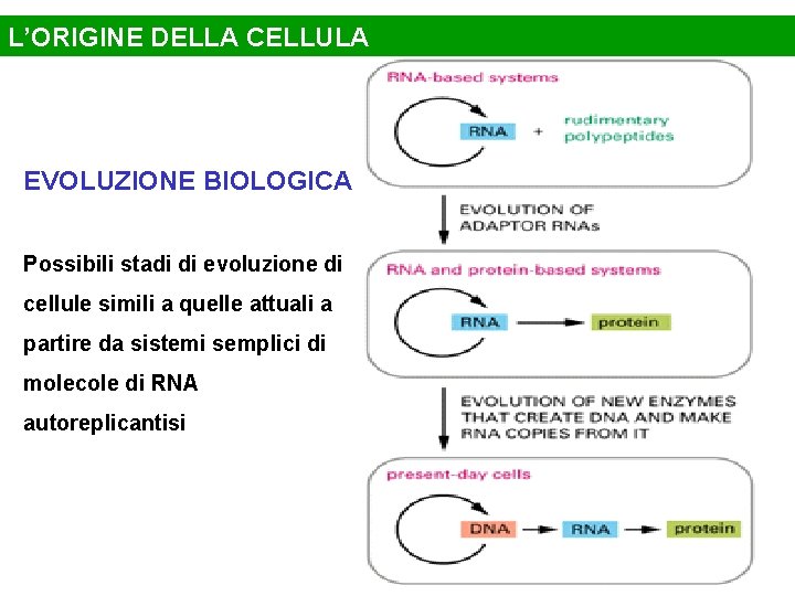 L’ORIGINE DELLA CELLULA EVOLUZIONE BIOLOGICA Possibili stadi di evoluzione di cellule simili a quelle