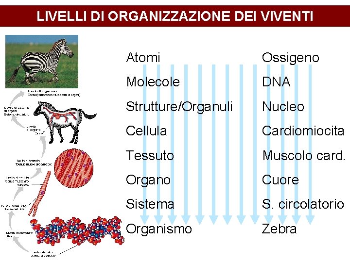 LIVELLI DI ORGANIZZAZIONE DEI VIVENTI Atomi Ossigeno Molecole DNA Strutture/Organuli Nucleo Cellula Cardiomiocita Tessuto