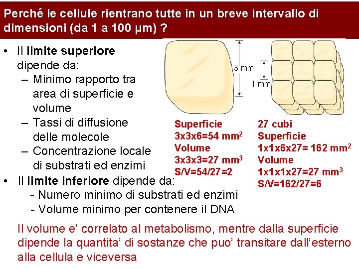 Perché le cellule rientrano tutte in un breve intervallo di dimensioni (da 1 a