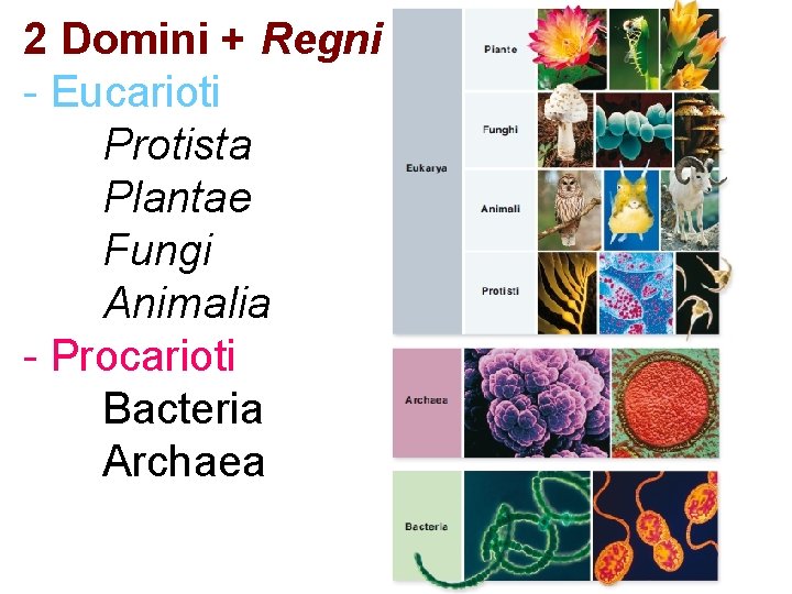 2 Domini + Regni - Eucarioti Protista Plantae Fungi Animalia - Procarioti Bacteria Archaea