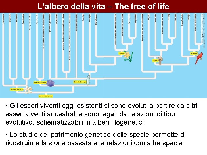 L’albero della vita – The tree of life • Gli esseri viventi oggi esistenti