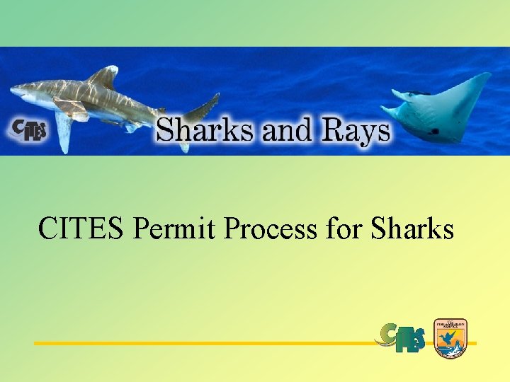 CITES Permit Process for Sharks 