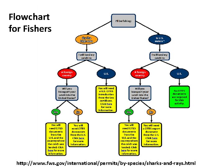 Flowchart for Fishers http: //www. fws. gov/international/permits/by-species/sharks-and-rays. html 
