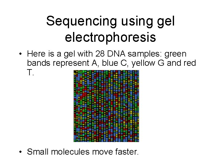 Sequencing using gel electrophoresis • Here is a gel with 28 DNA samples: green