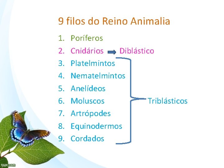 9 filos do Reino Animalia 1. 2. 3. 4. 5. 6. 7. 8. 9.