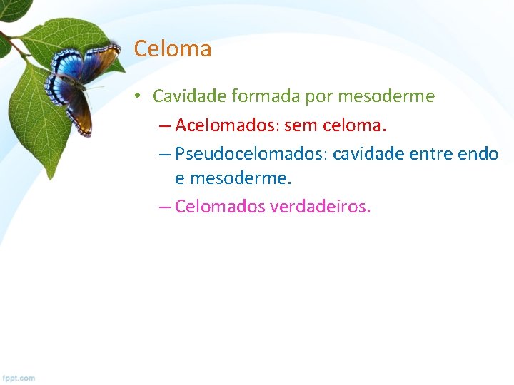 Celoma • Cavidade formada por mesoderme – Acelomados: sem celoma. – Pseudocelomados: cavidade entre