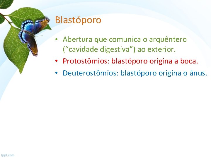 Blastóporo • Abertura que comunica o arquêntero (“cavidade digestiva”) ao exterior. • Protostômios: blastóporo