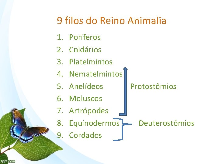 9 filos do Reino Animalia 1. 2. 3. 4. 5. 6. 7. 8. 9.