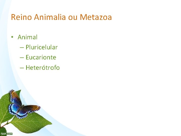 Reino Animalia ou Metazoa • Animal – Pluricelular – Eucarionte – Heterótrofo 