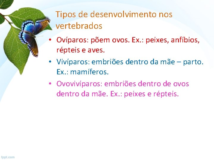 Tipos de desenvolvimento nos vertebrados • Ovíparos: põem ovos. Ex. : peixes, anfíbios, répteis